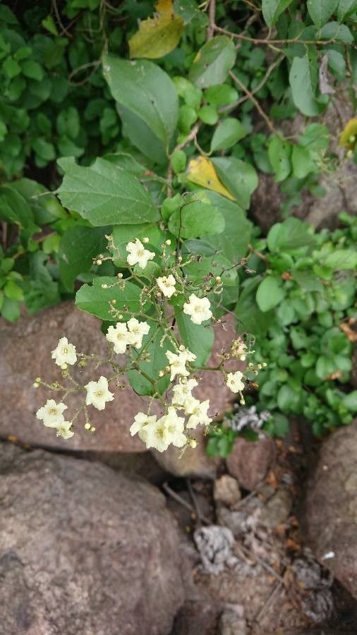Cordia dentata flower