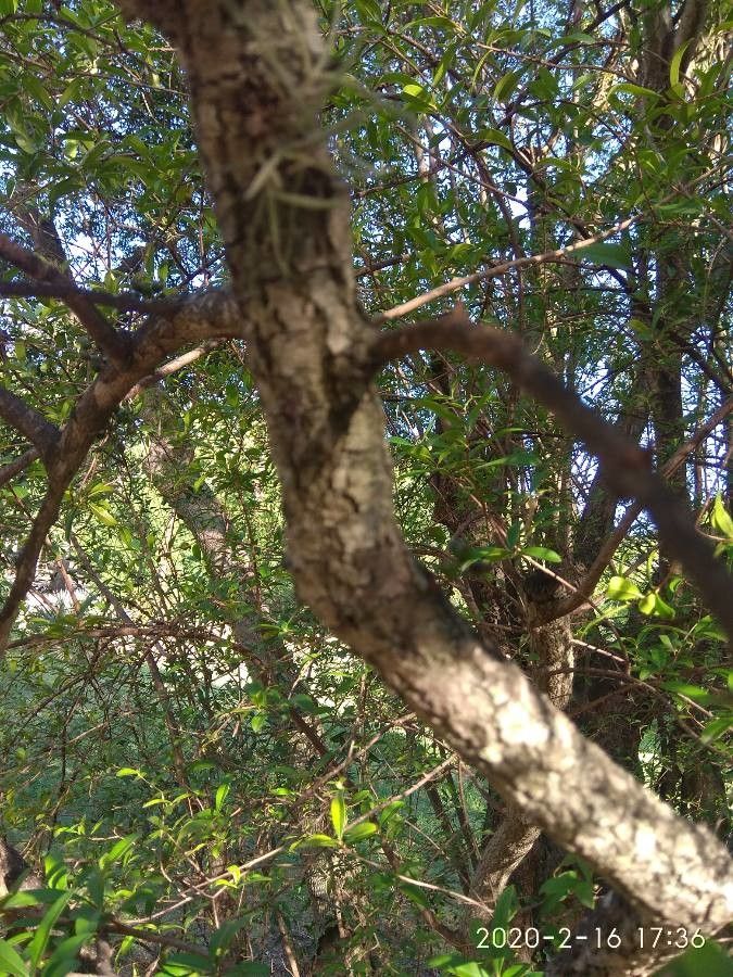 Myrrhinium atropurpureum bark