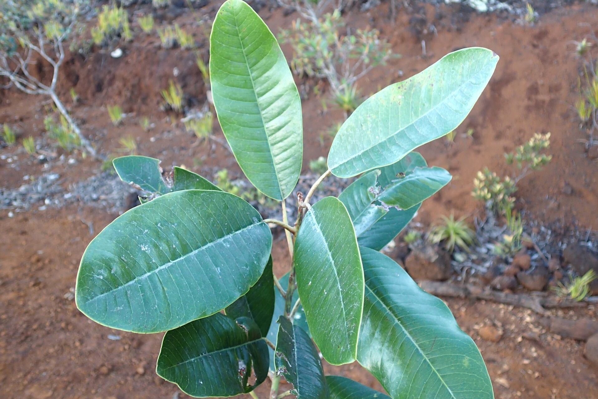 Pycnandra sessiliflora leaf
