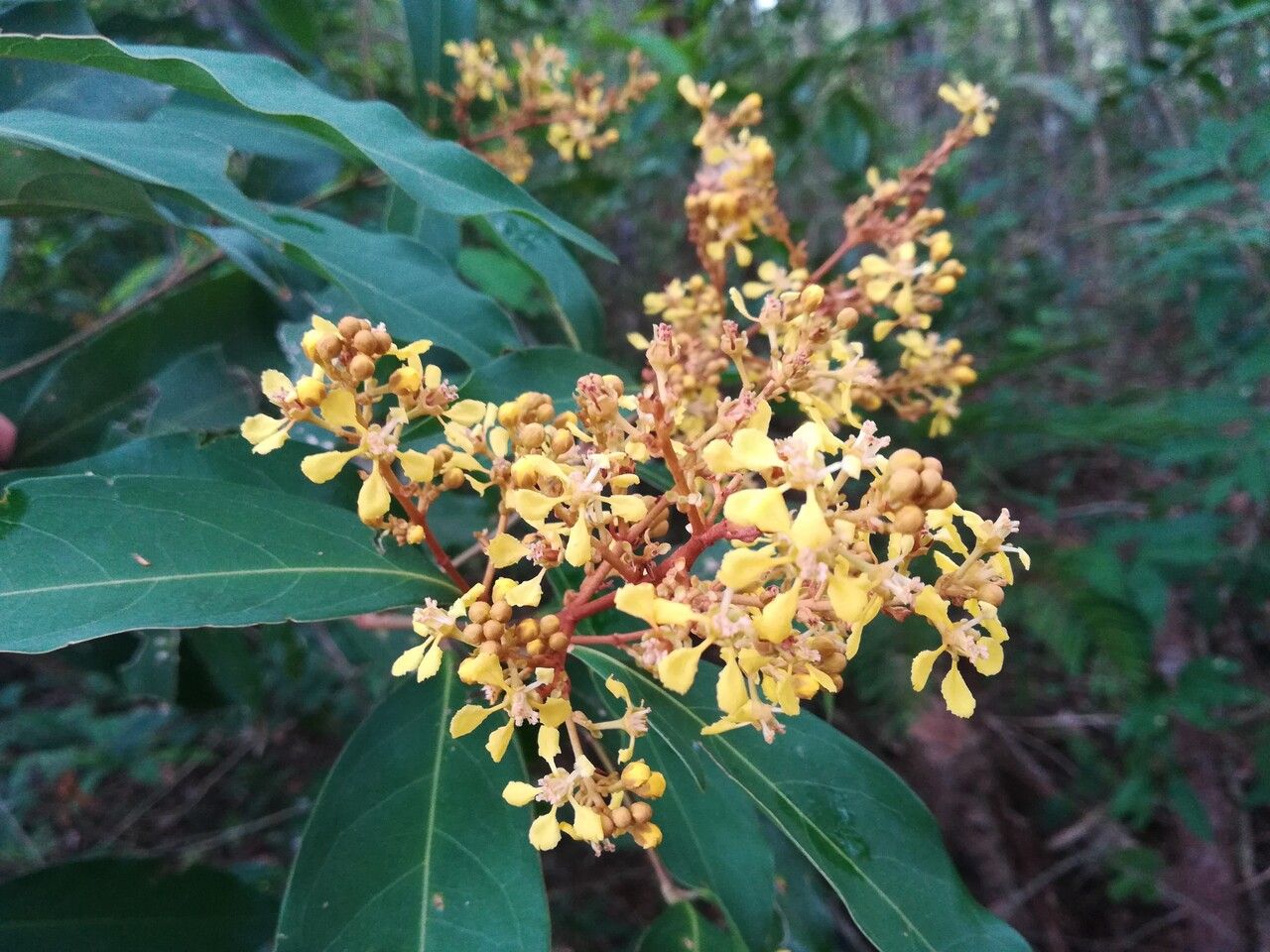 Heteropterys laurifolia flower