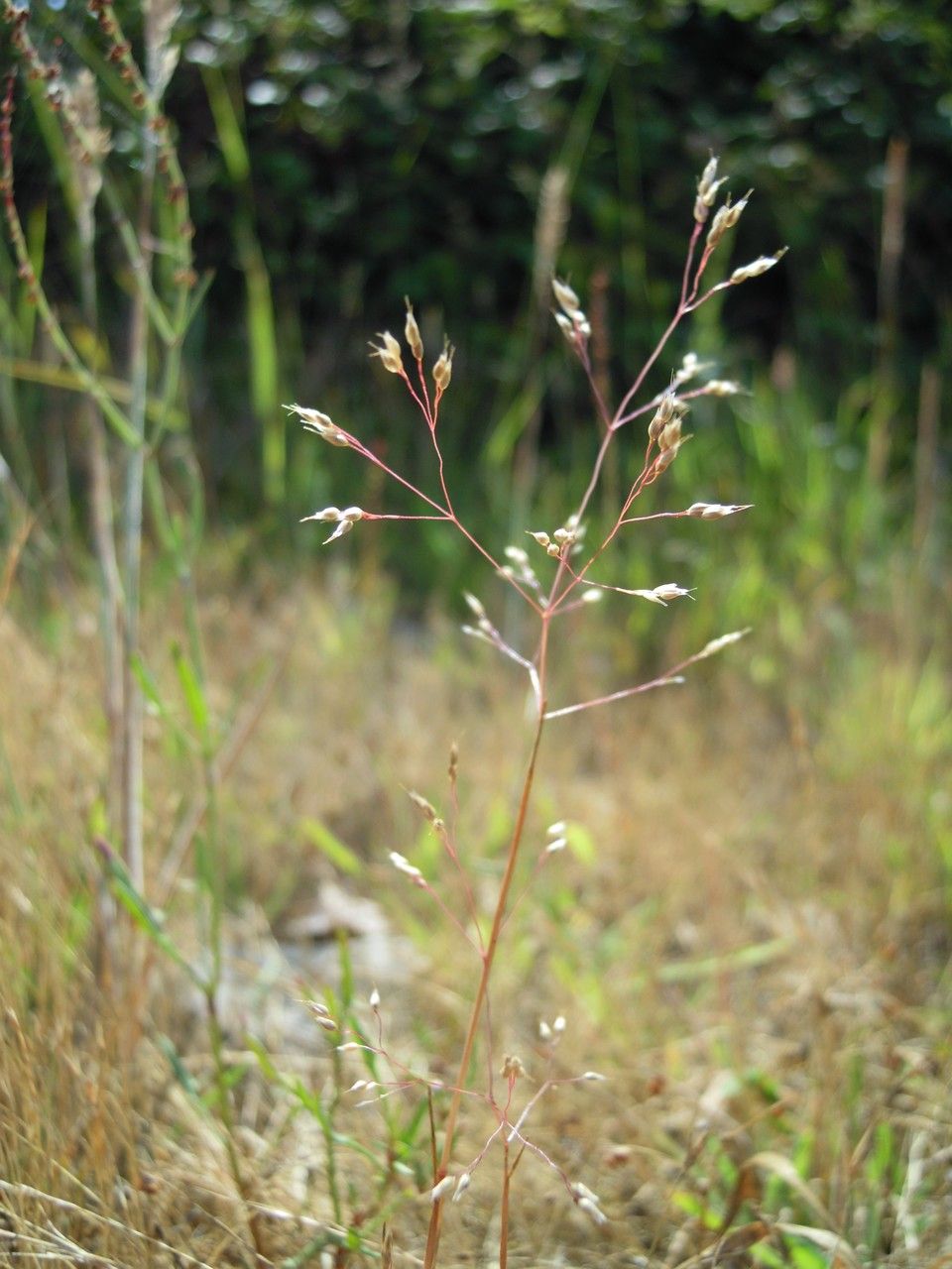 Aira multiculmis other