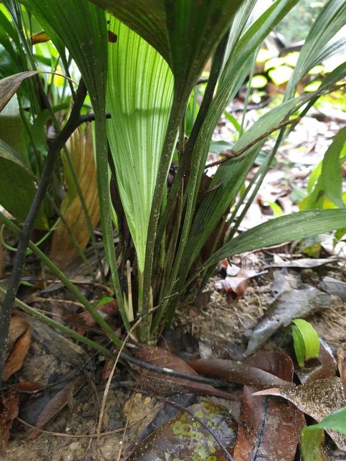 Peliosanthes teta bark