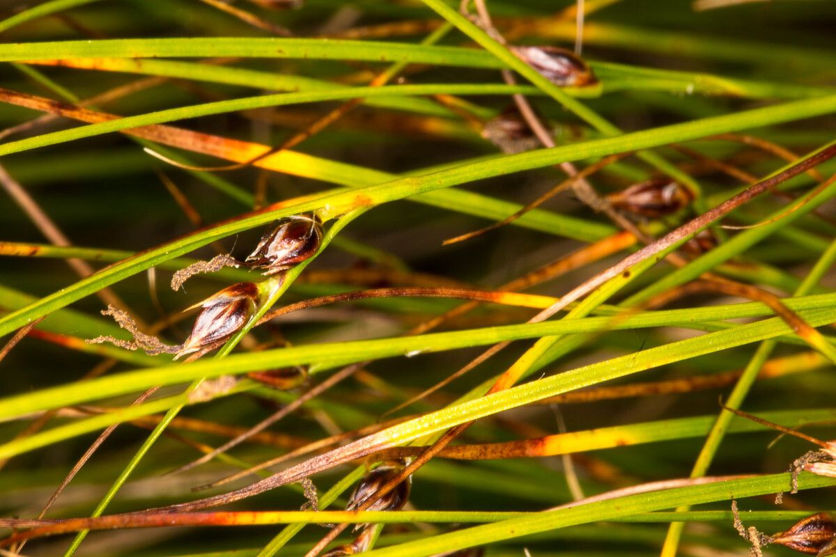 Juncus trifidus fruit