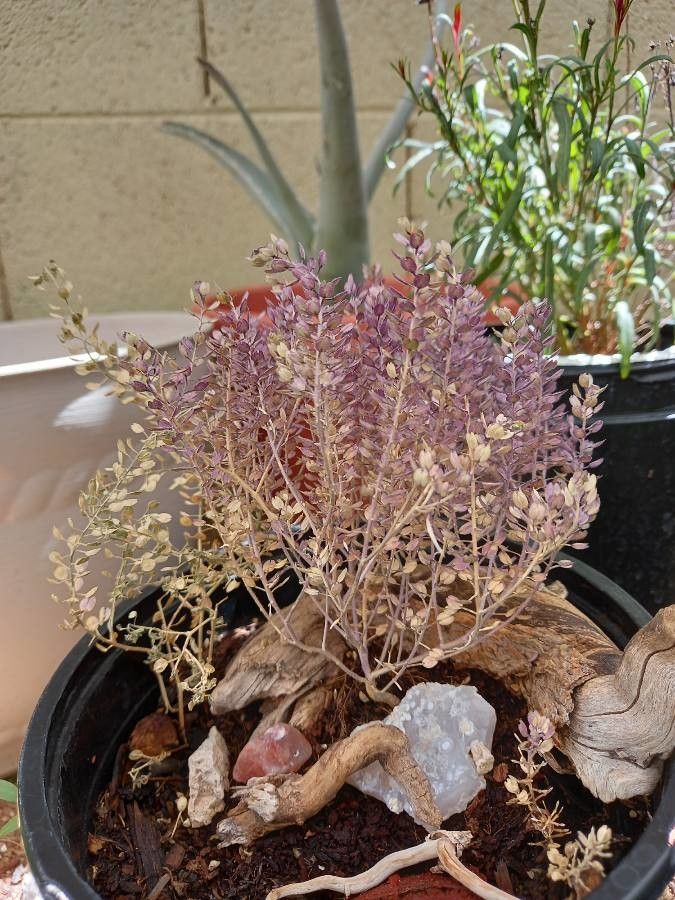 Lepidium nitidum leaf