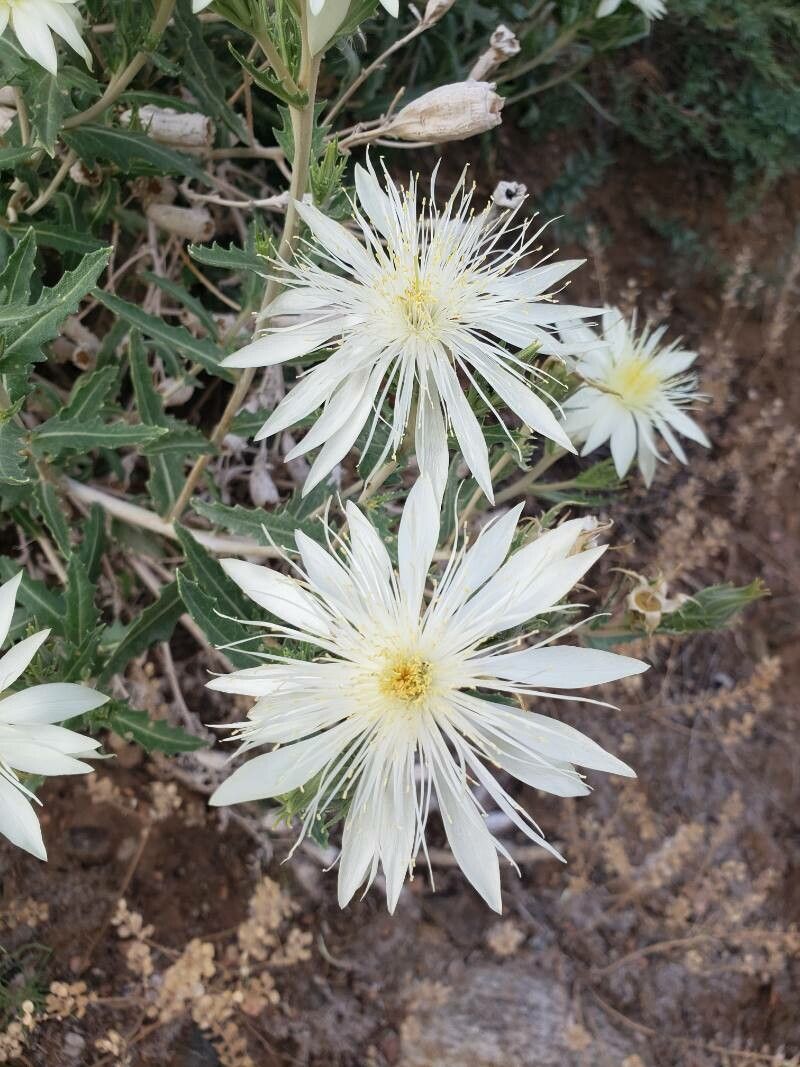 Mentzelia multiflora flower
