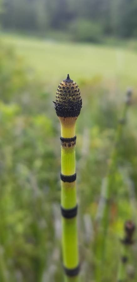 Equisetum laevigatum flower