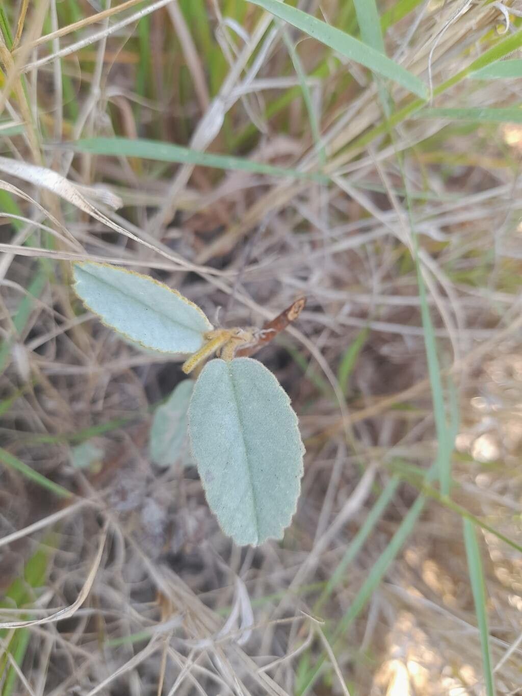 Melhania velutina — houseplant care guide