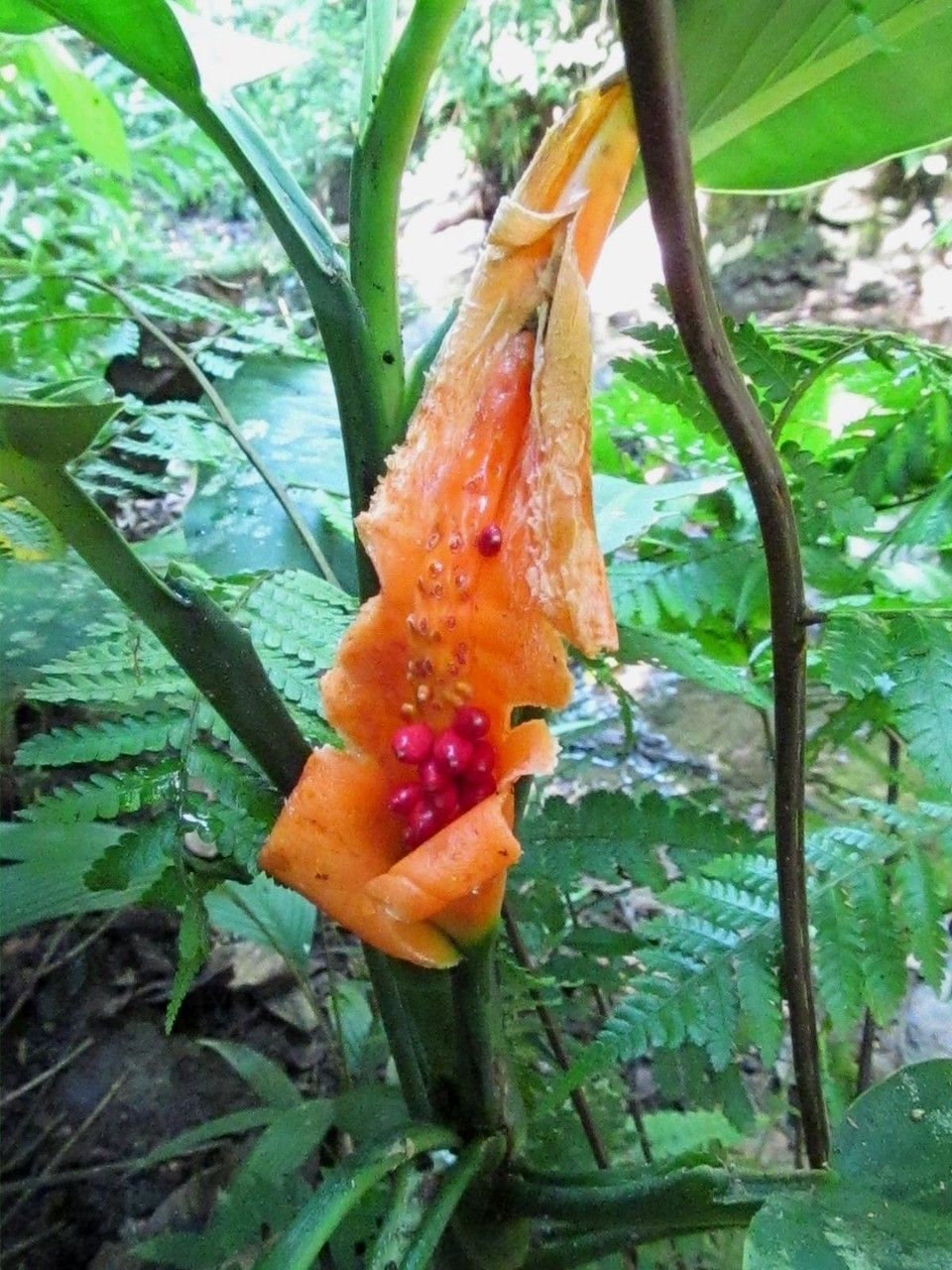 Dieffenbachia concinna flower