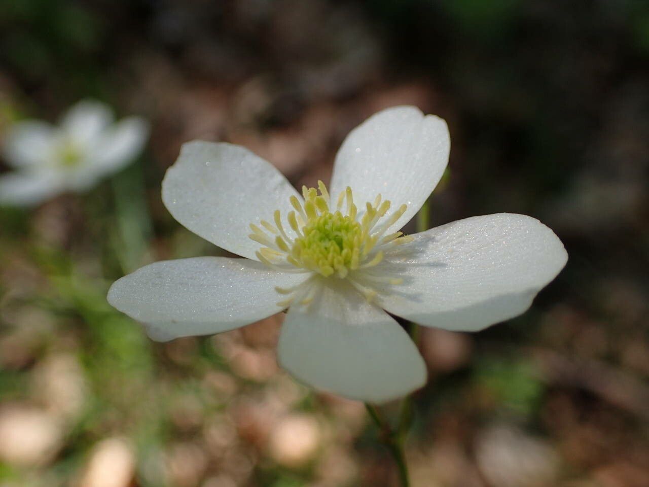 Ranunculus platanifolius flower