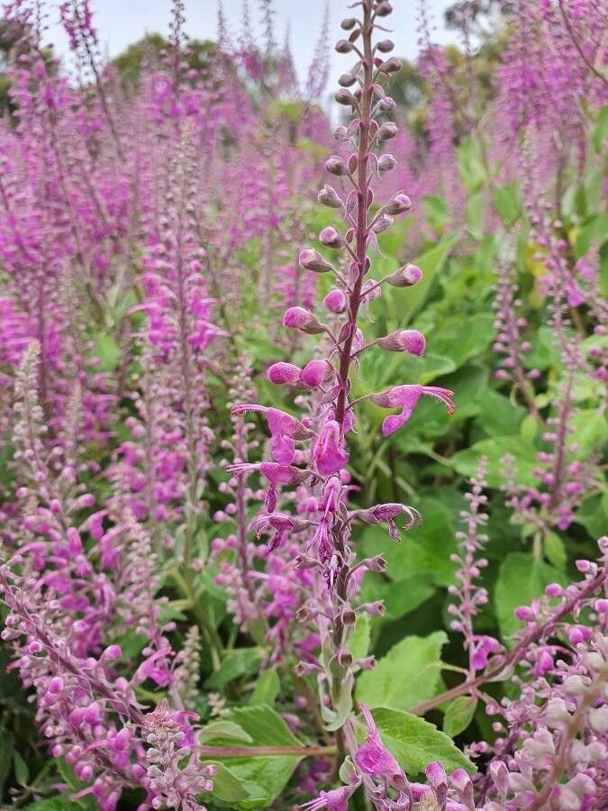 Teucrium betonicum flower