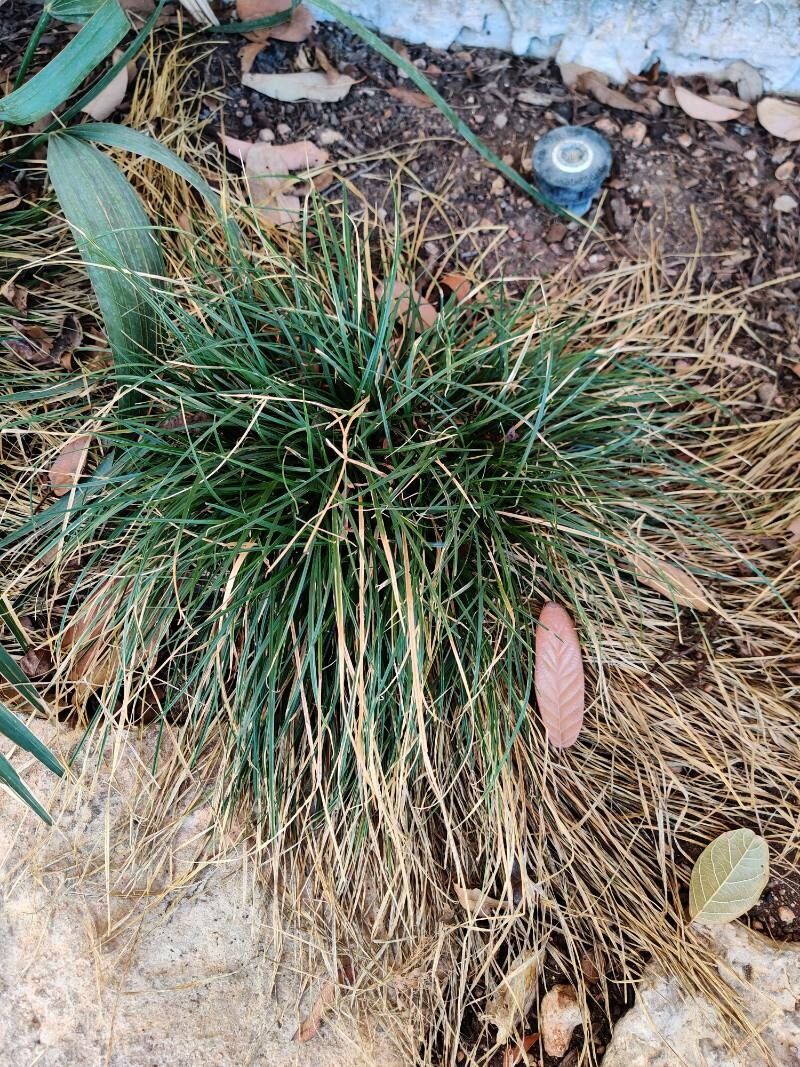 Carex perdentata — houseplant care guide