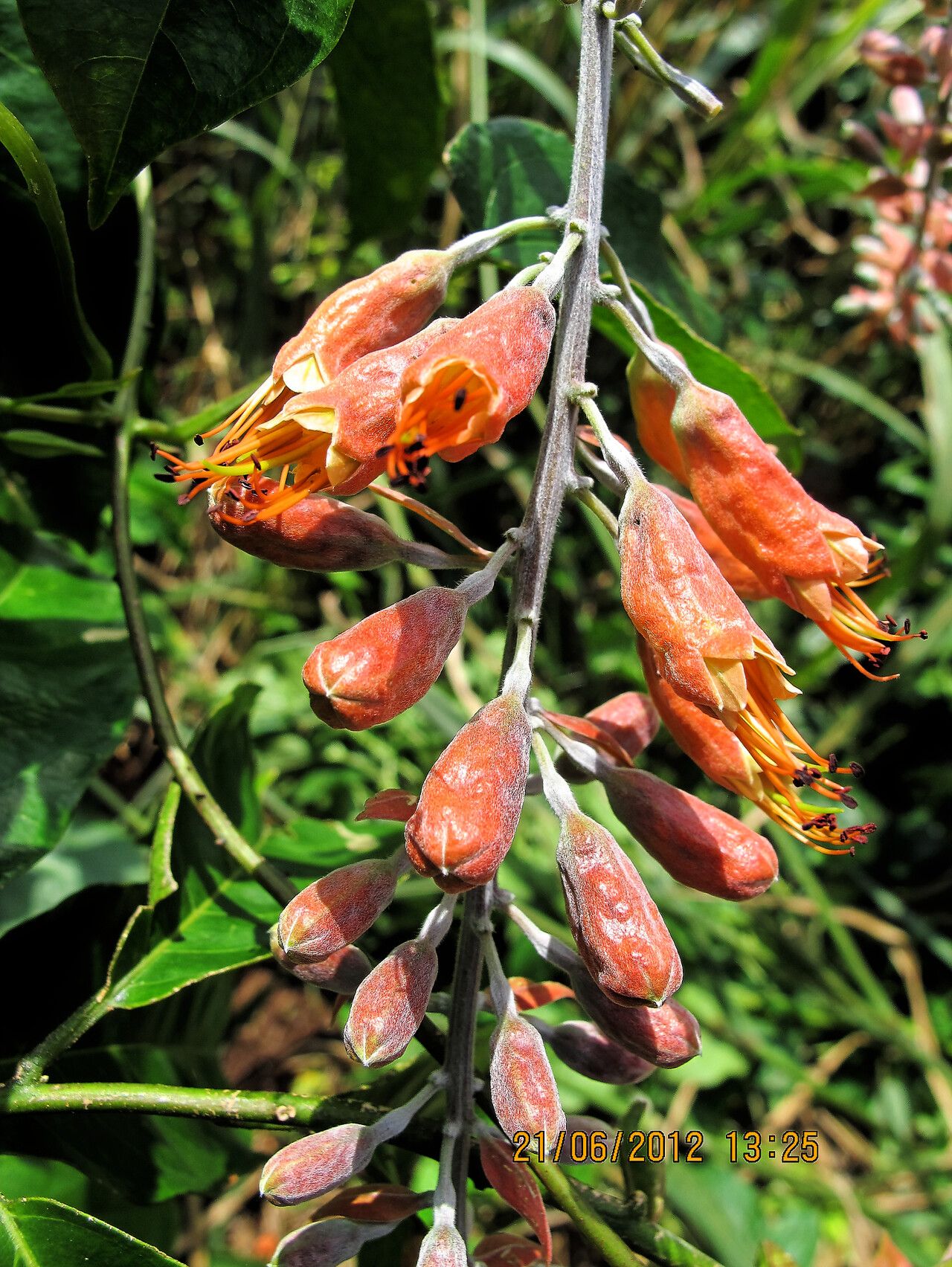Combretum platypterum flower