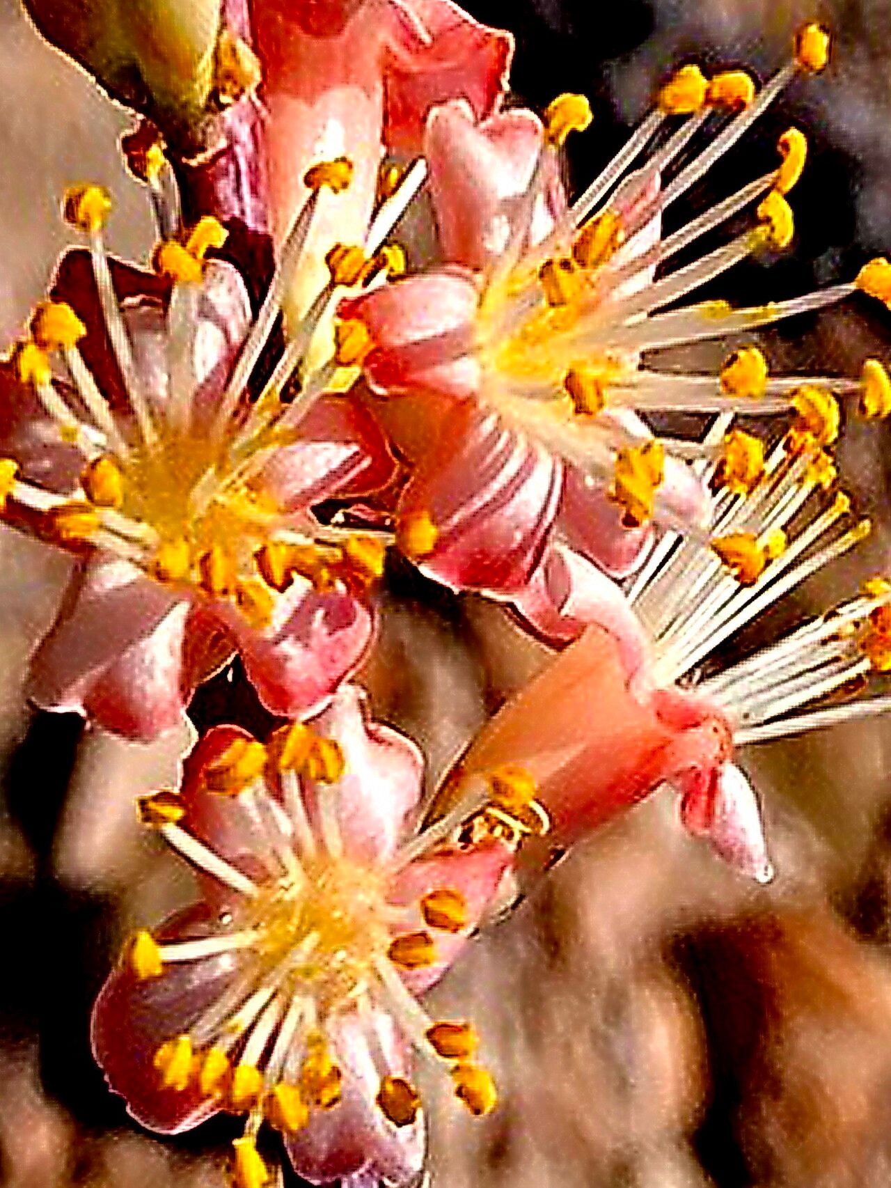 Fouquieria burragei — related species from the same genus