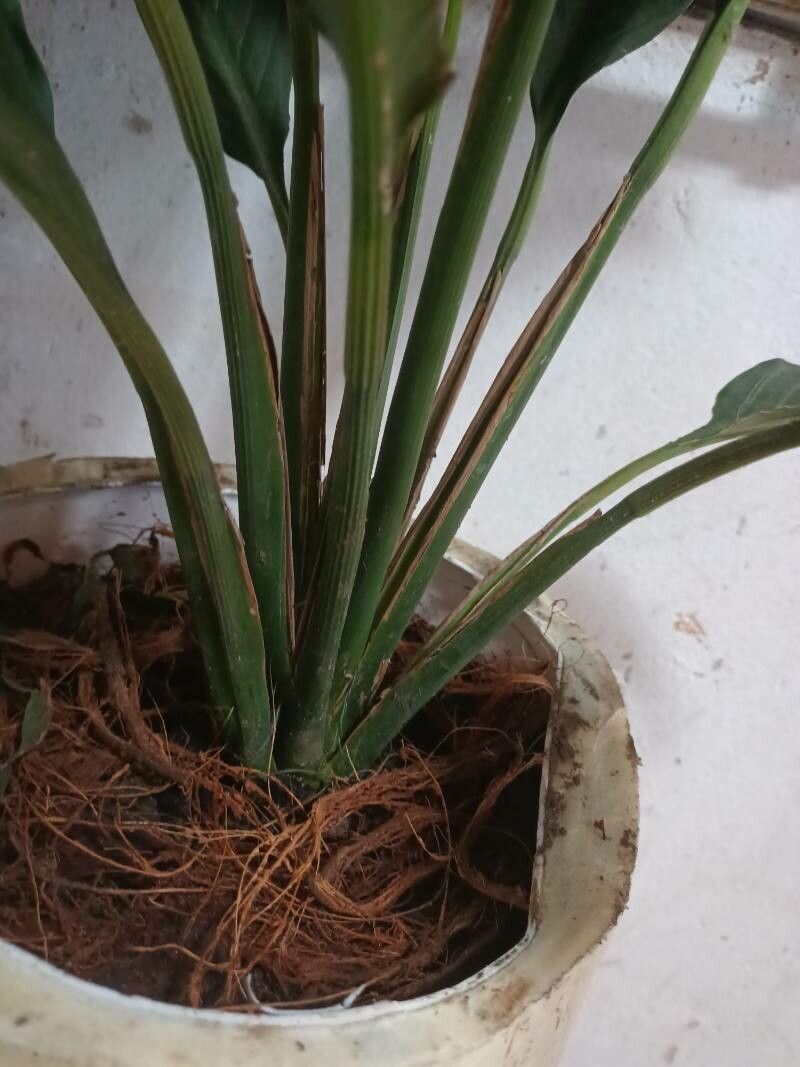 Dracaena hanningtonii fruit