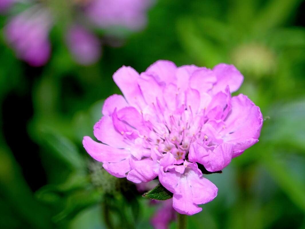Scabiosa pyrenaica flower