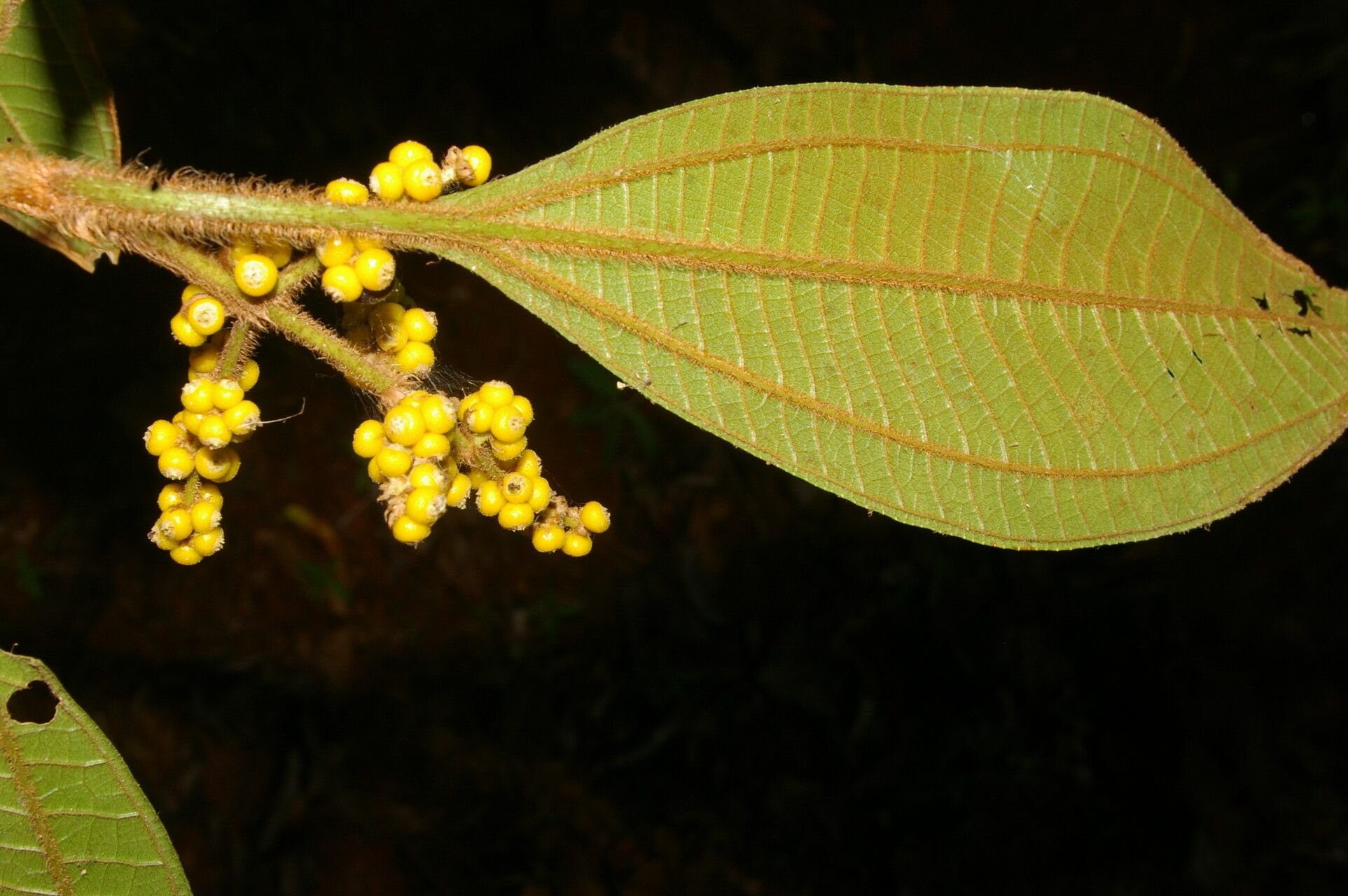 Miconia matthaei — houseplant care guide