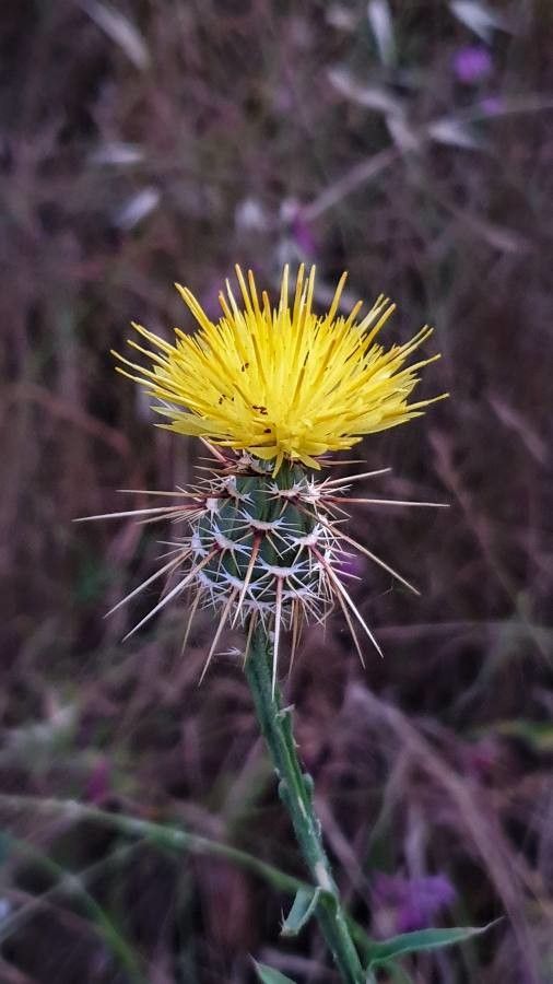 Centaurea sulphurea flower