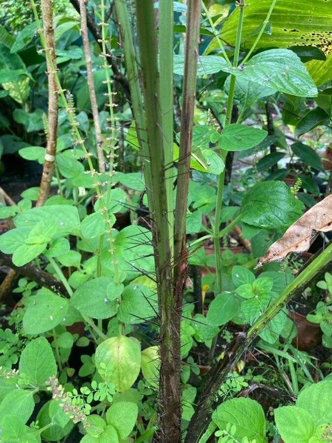 Bactris gasipaes — search result for 'Arecaceae'