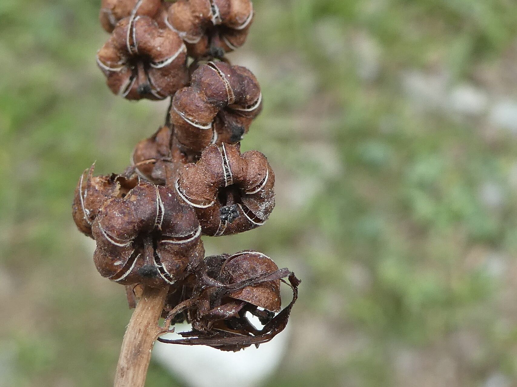 Pyrola minor fruit