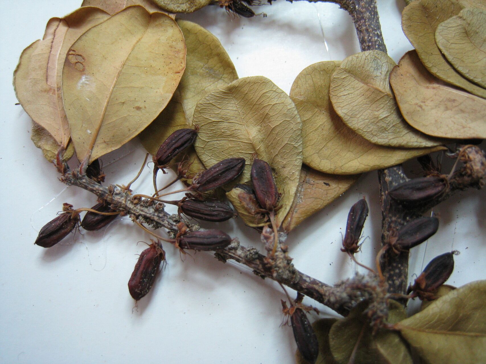 Erythroxylum cumanense other