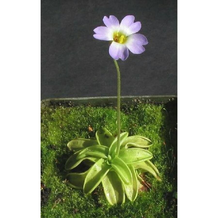 Pinguicula primuliflora flower