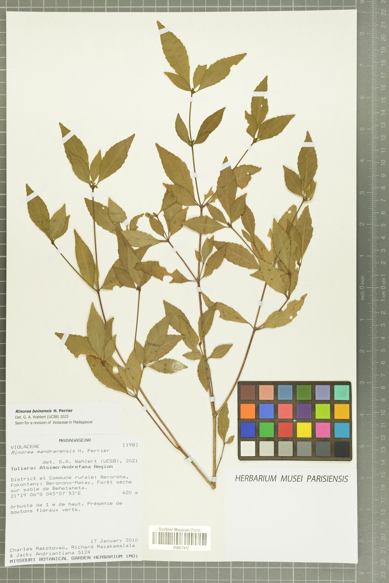 Rinorea boinensis — houseplant care guide