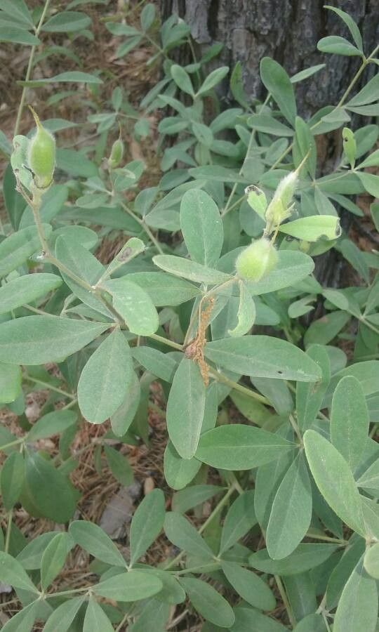 Baptisia nuttalliana leaf