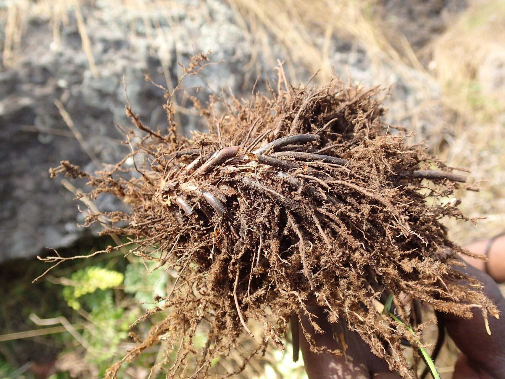 Hemionitis dura other