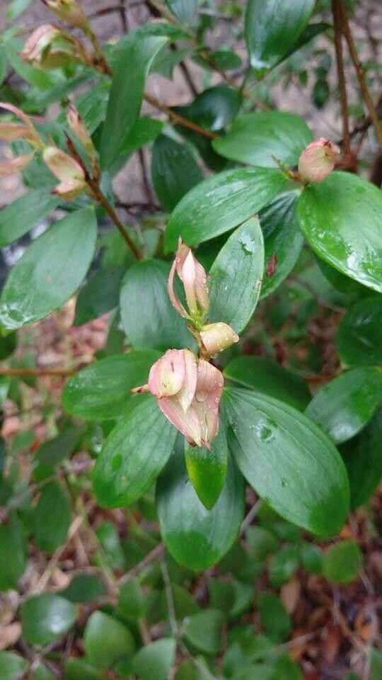 Trochocarpa laurina — search result for 'Southern New South Wales'