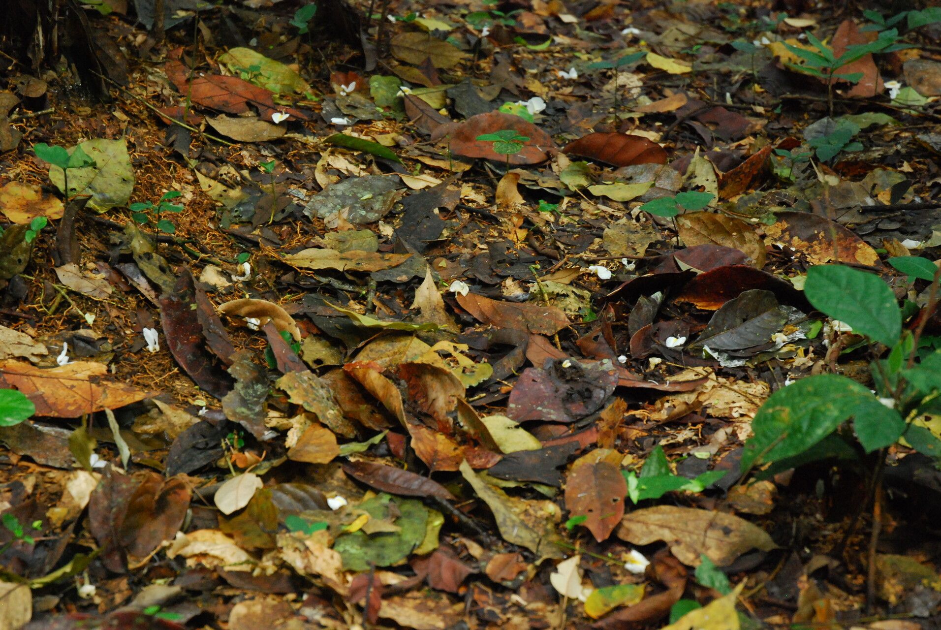 Baphia leptobotrys habit