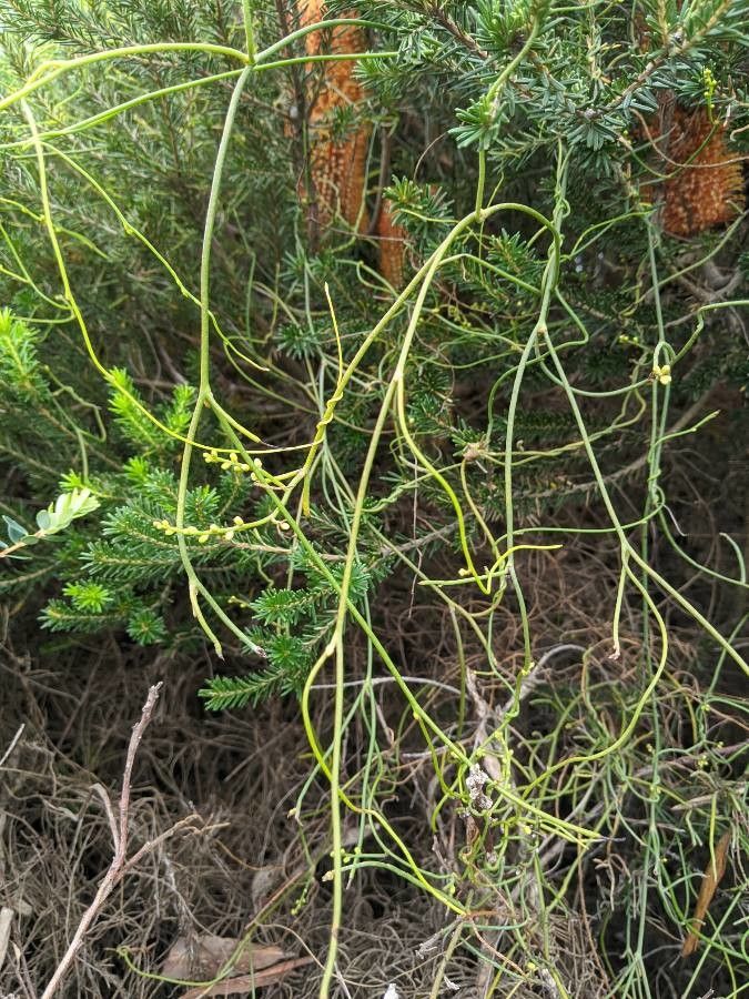 Cassytha glabella habit