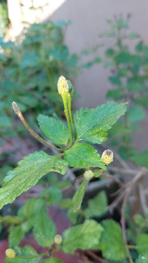 Lantana achyranthifolia