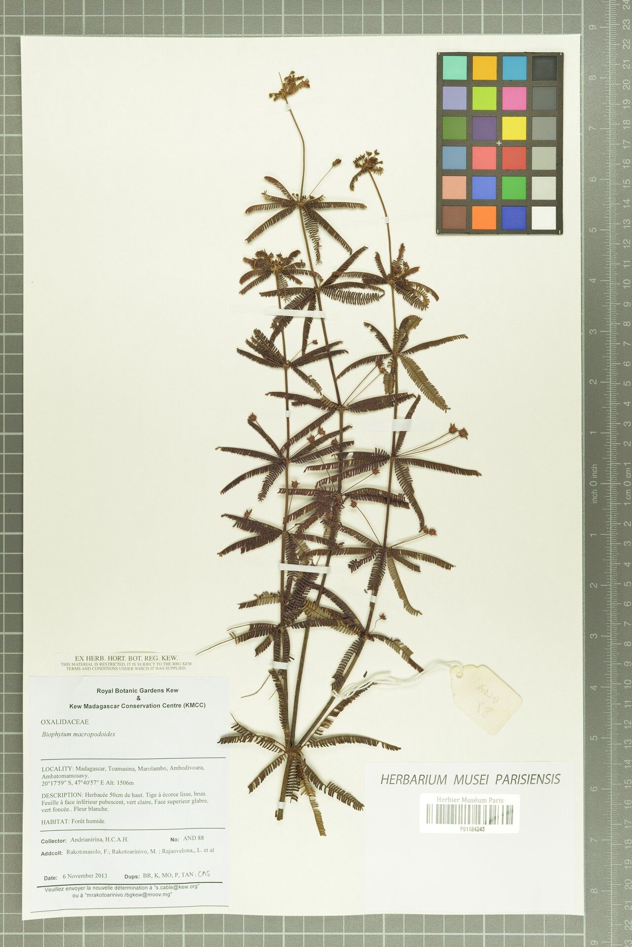 Biophytum macropodum — search result for 'Biophytum'