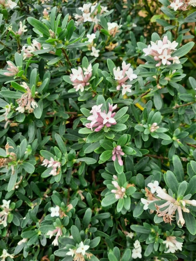 Daphne tangutica leaf