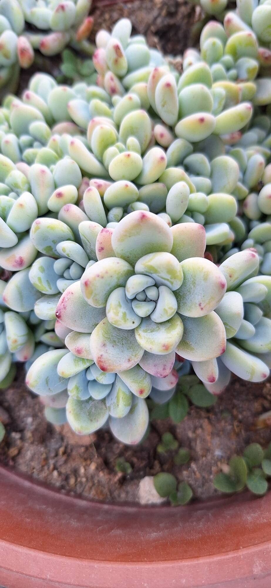 Sedum macdougallii leaf