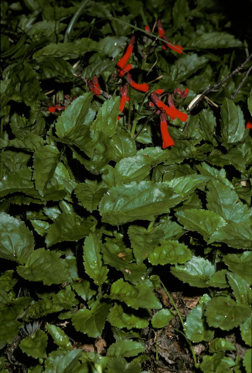 Ourisia alpina — related species from the same genus