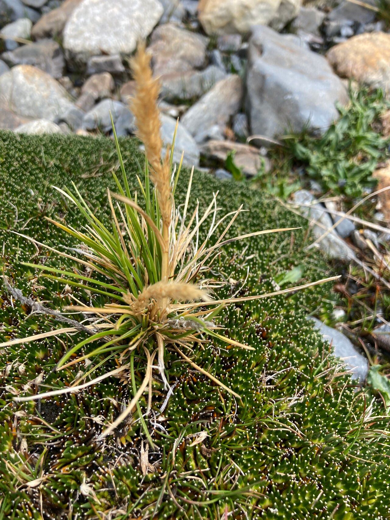 Cinnagrostis rigescens habit