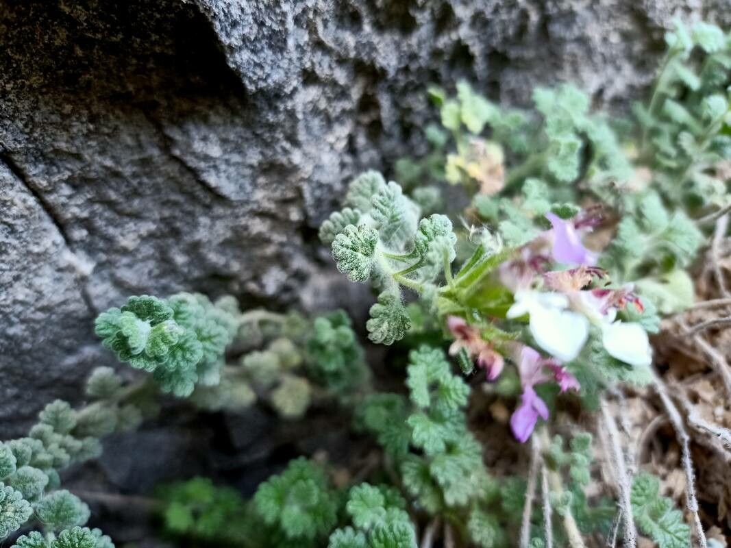Teucrium rotundifolium — search result for 'Teucrium'