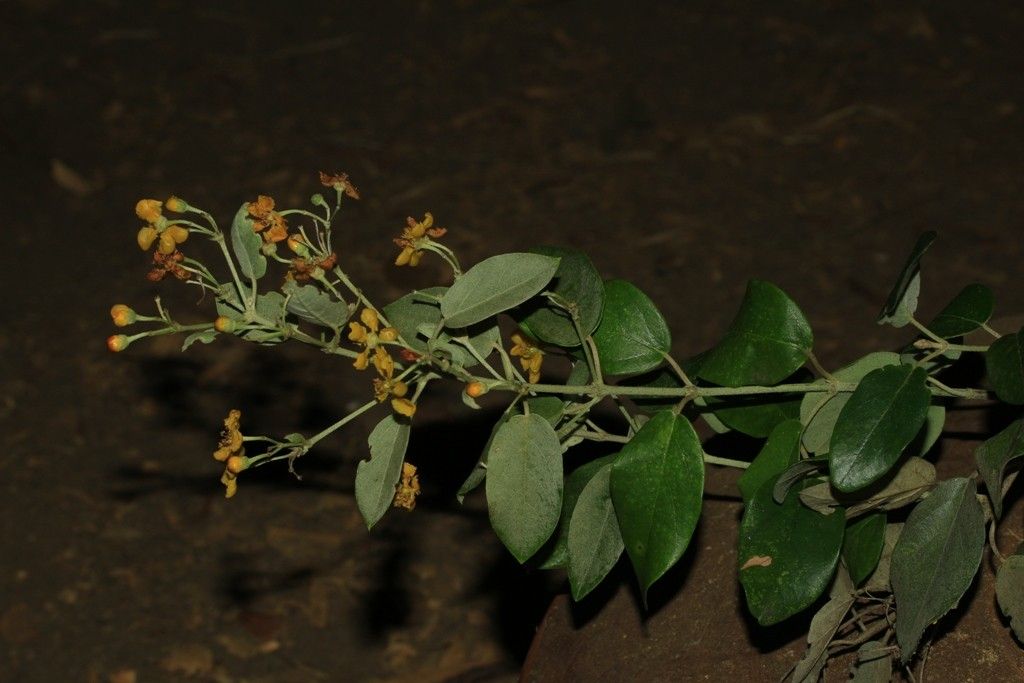 Stigmaphyllon mcphersonii — houseplant care guide