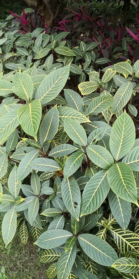 Sanchezia nobilis habit