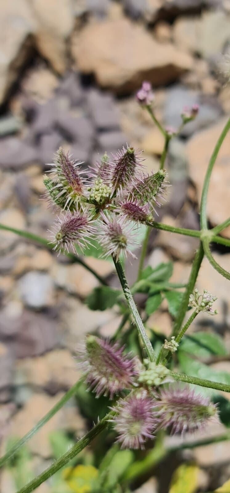 Turgenia latifolia fruit
