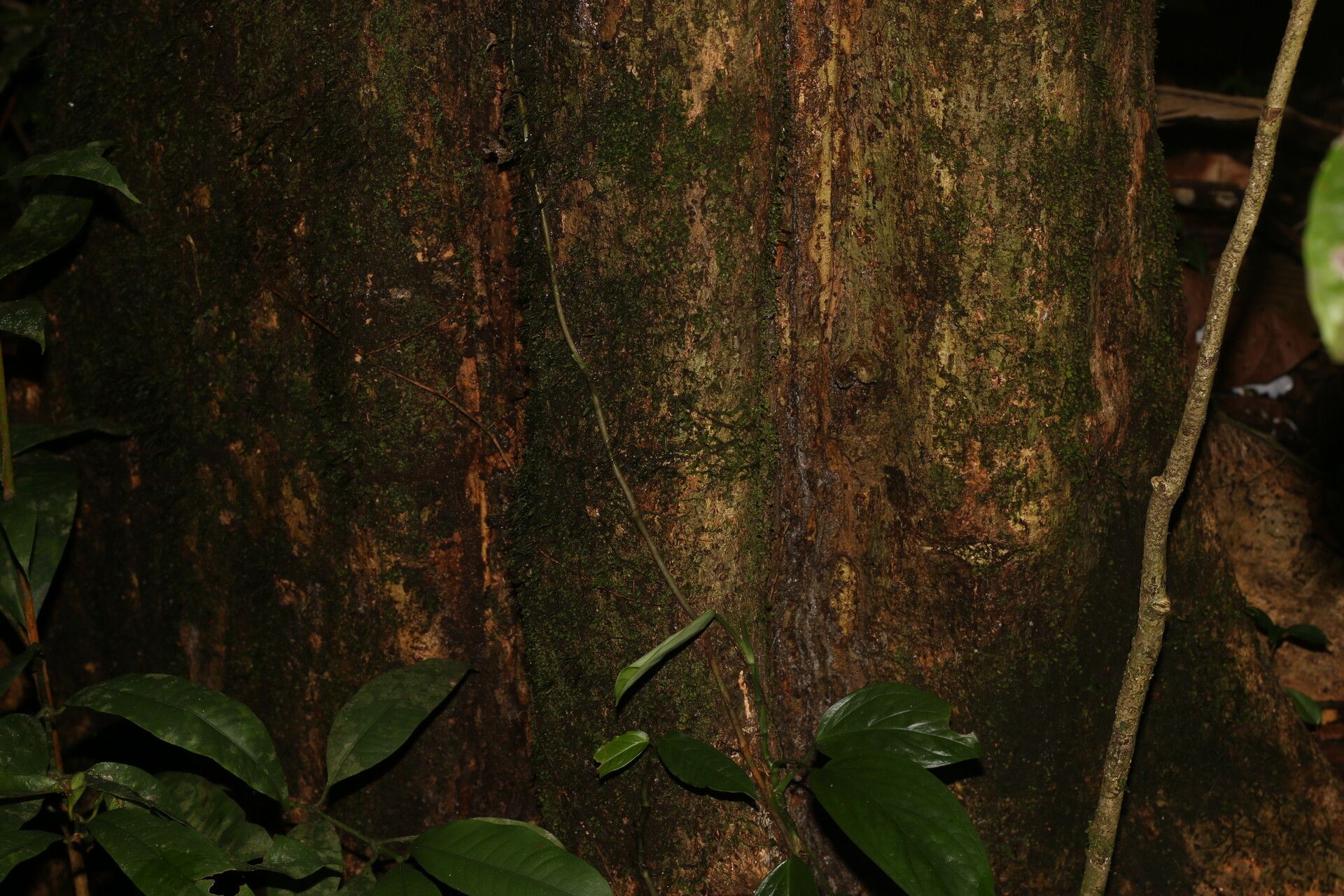 Hirtella trichotoma bark
