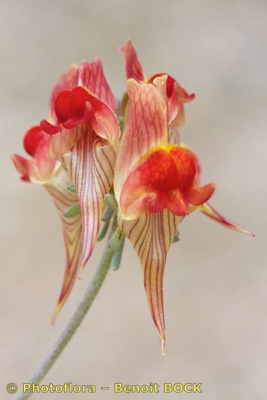 Linaria amoi — search result for 'Linaria'