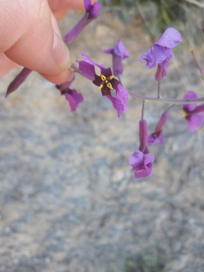 Streptanthus glandulosus flower