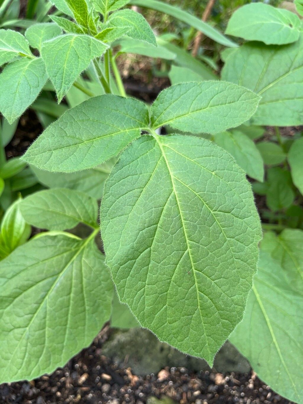 Solanum trisectum — houseplant care guide