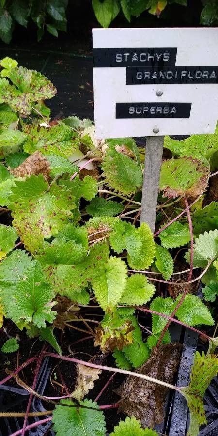 Stachys grandifolia — search result for 'Stachys'