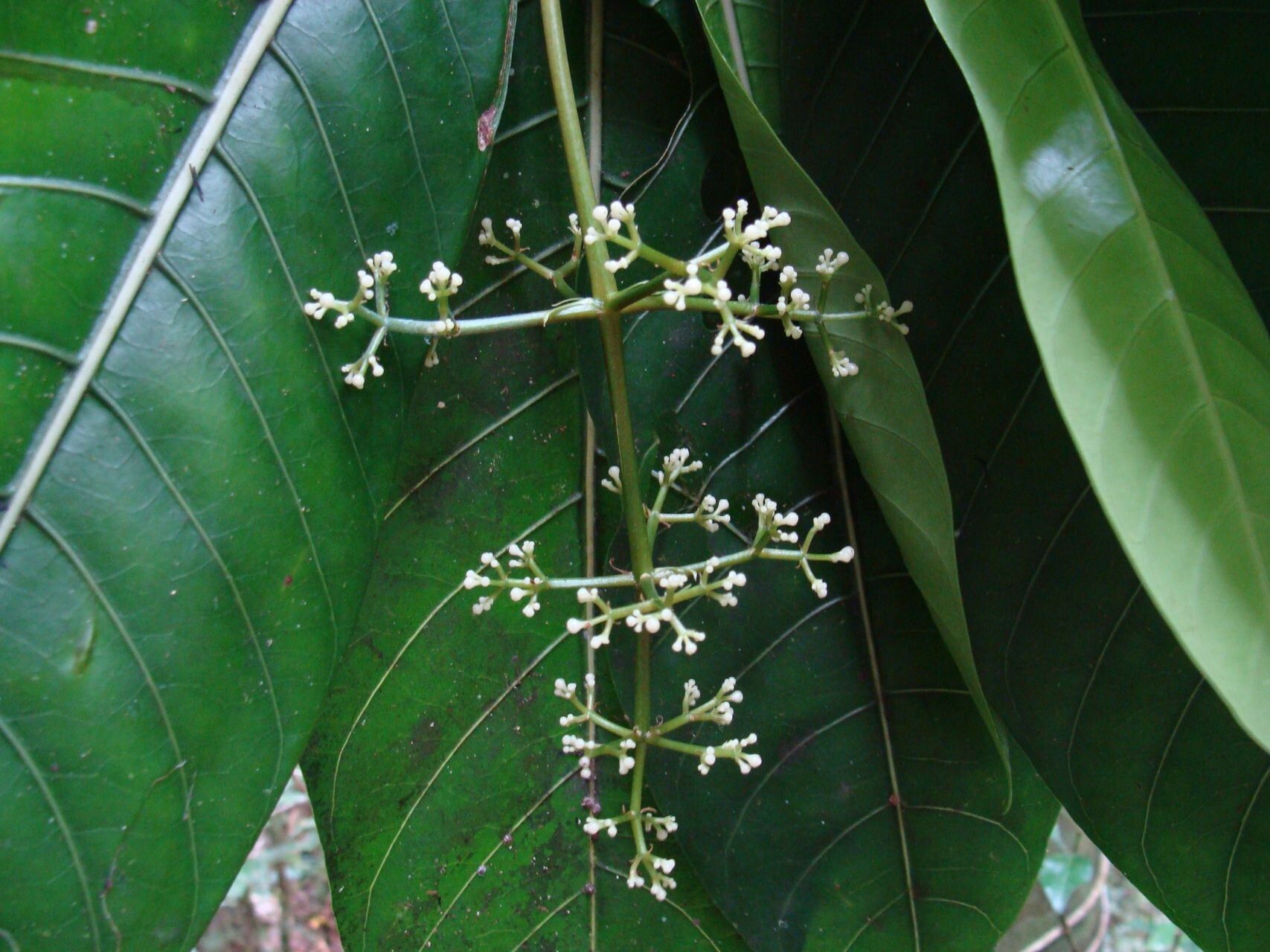 Psychotria calothyrsa flower