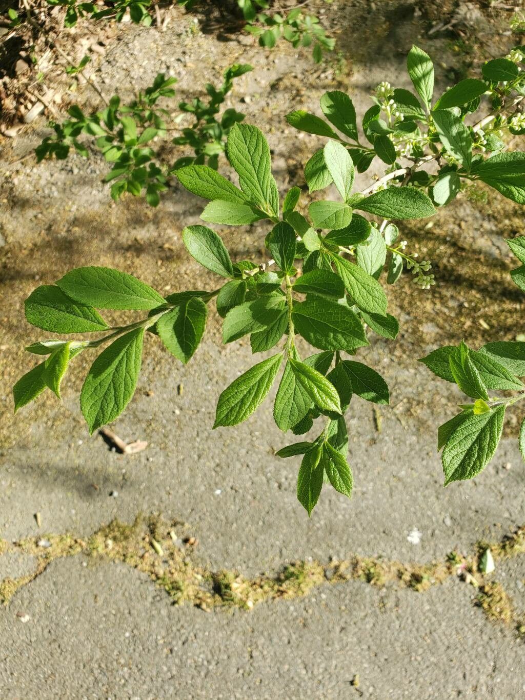 Symplocos paniculata — houseplant care guide