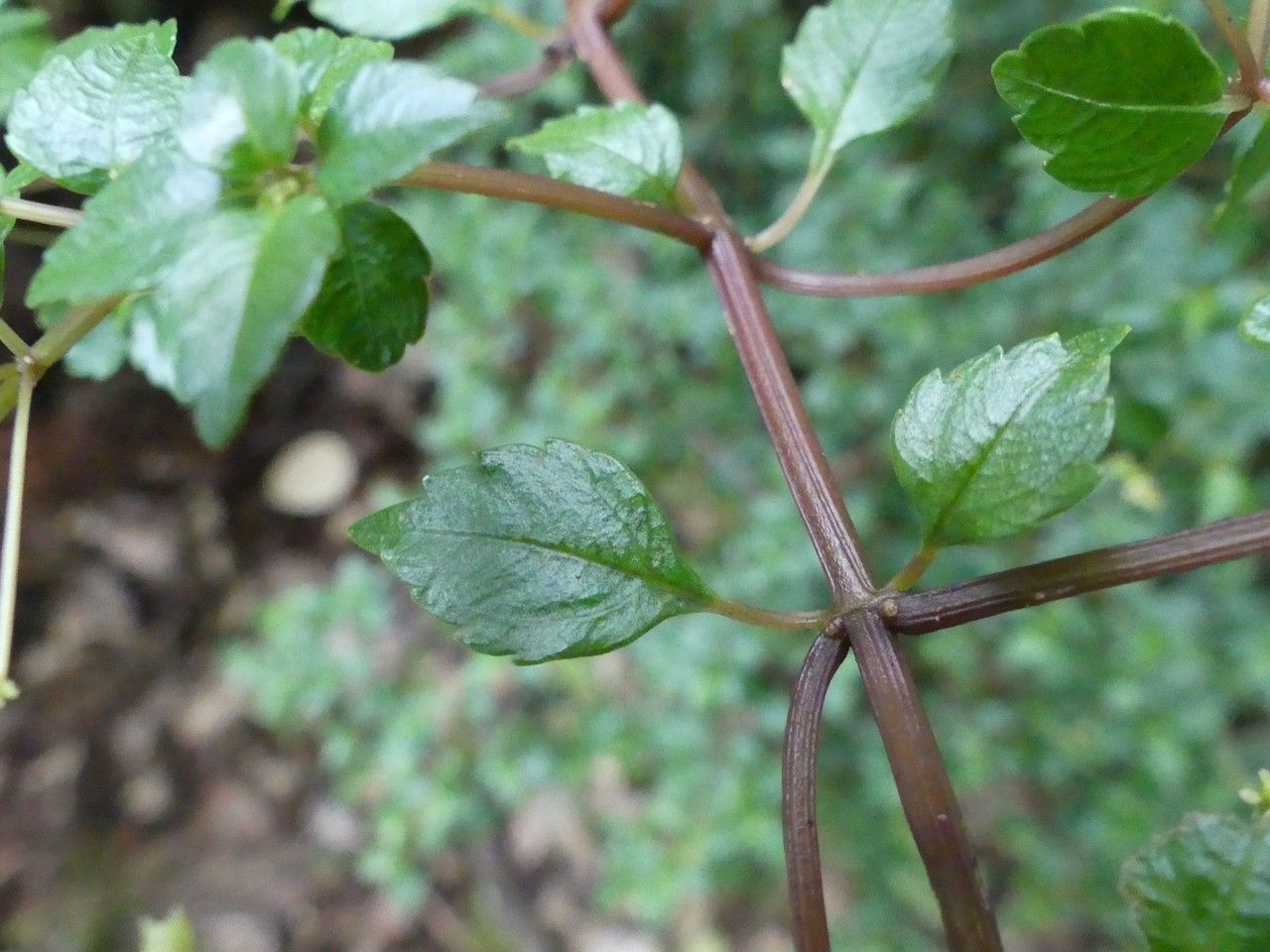 Pilea urticifolia — search result for 'Pilea'