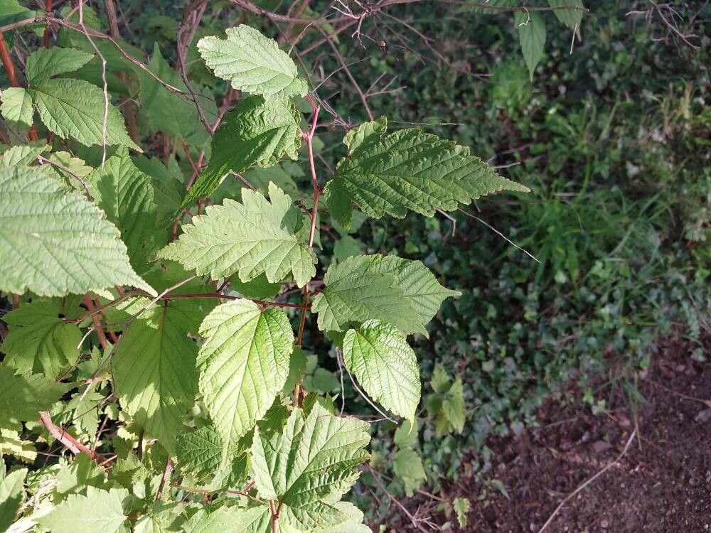 Neillia tanakae leaf